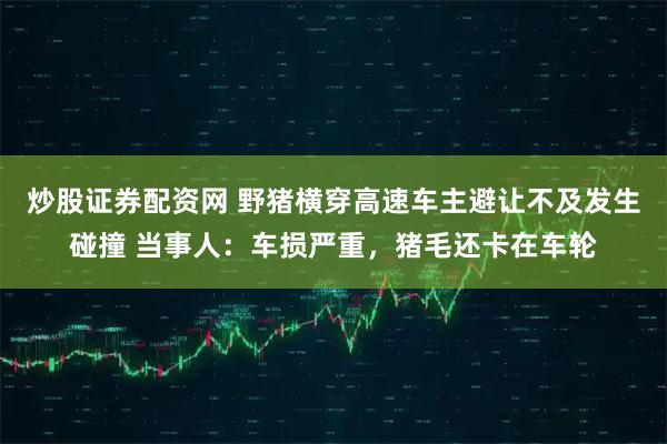 炒股证券配资网 野猪横穿高速车主避让不及发生碰撞 当事人：车损严重，猪毛还卡在车轮